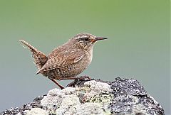 Pacific Wren